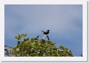 08AkageraAllDayGameDrive - 057 * Whte-headed Black Chat (immature).